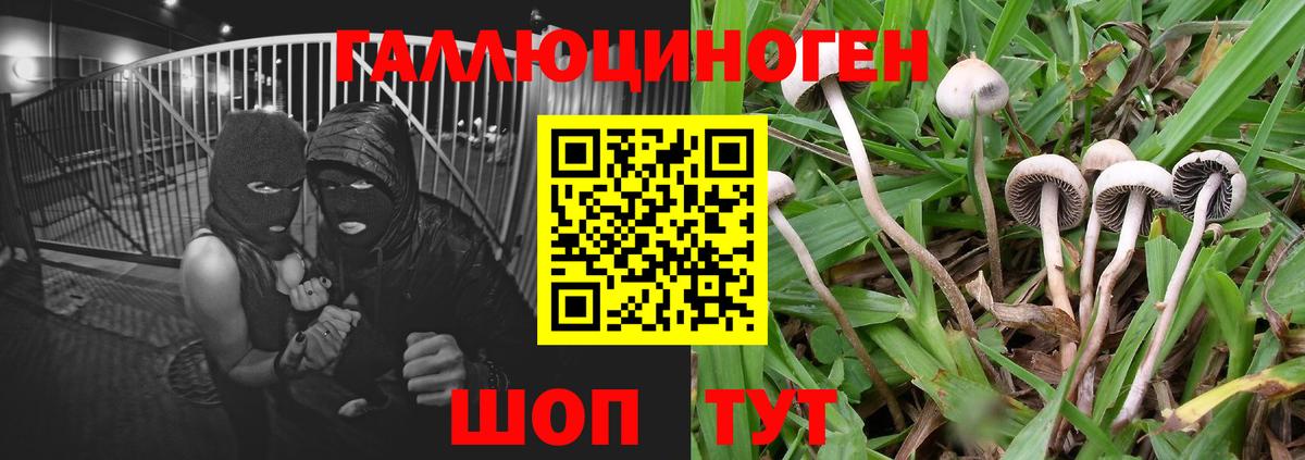 Кандалакша  Галлюциногенные грибы мицелий  Вход с VPN 
